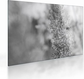 Tablou pe sticlă - Iarbă de pampas Boho (70x50 cm)