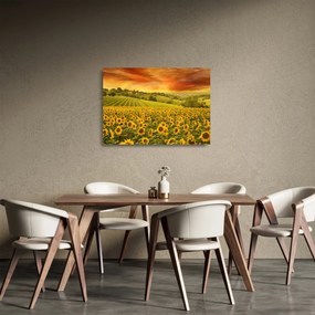 Tablou pe sticlă - Câmp de floarea-soarelui (70x50 cm)