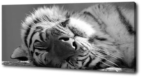 Pictură pe pânză Dormit tigru