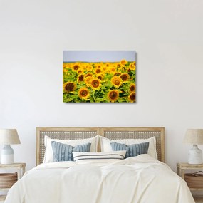 Tablou pe sticlă - Floarea-soarelui (70x50 cm)