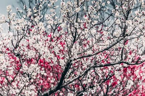 Fototapet flori de piersică