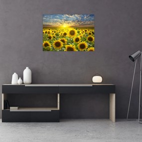 Tablou pe sticlă - Floarea-soarelui la apus de soare (70x50 cm)