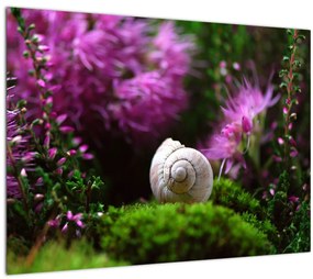 Tablou - Cochilie de melc (70x50 cm)