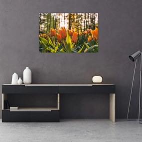 Tablou - florile lalelelor (90x60 cm)