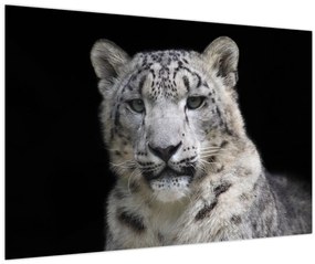 Tablou - Snow Leopard (90x60 cm)