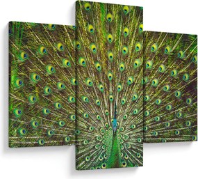 Tablou - Peacock (90x60 cm)