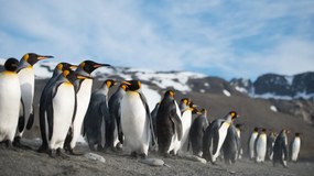 Tablou Pinguini - 150x100cm