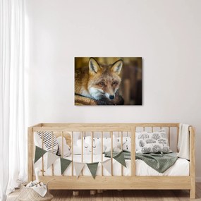 Tablou cu vulpe (70x50 cm)