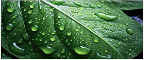 Tablou - Detaliu de frunze după ploaie (120x50 cm)