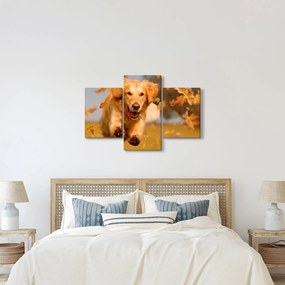 Tablou - Golden Retriever (90x60 cm)