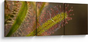 Tablou cu plantă (cu ceas) (90x30 cm)