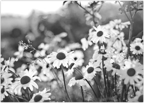 Tablou pe sticlă - Margarete (70x50 cm)