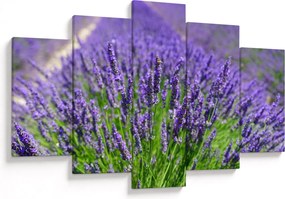 Tablou - lavanda (150x105 cm)
