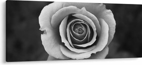 Tablou - Trandafir (120x50 cm)