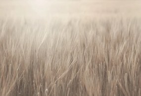 Tapet Rye Field, Beige, Rebel Walls