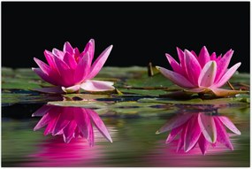 Tablou - Nuferi pe apă (90x60 cm)