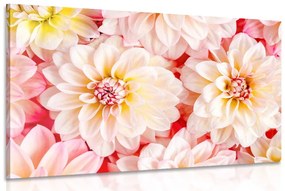 Tablou flori delicate de dalia