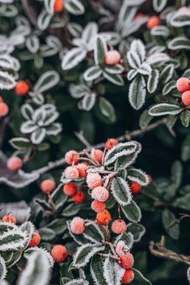 Fotografie A bush with red berries in, Anastasiia Voloshko