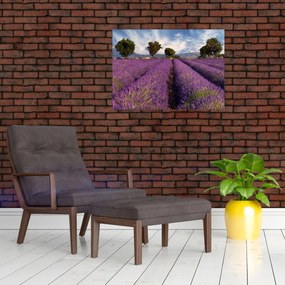 Tablou - câmp de lavandă și munți (70x50 cm)