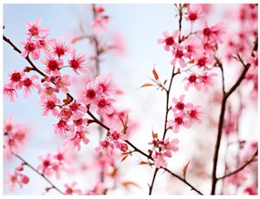 Fototapet - Symbol of Japan - sakura flowers