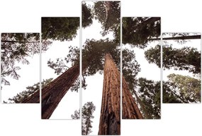 Tablou - Privire prin vârfurile copacilor (150x105 cm)