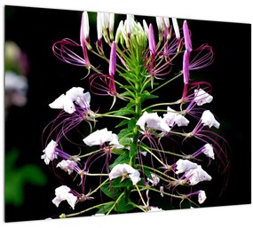 Tablou pe sticlă cu floare (70x50 cm)