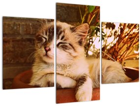 Tablou cu pisica în ghiveci (90x60 cm)
