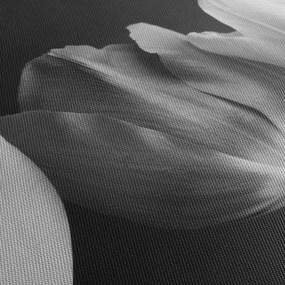 Tablou - Lalele alb negre (cu ceas) (90x30 cm)