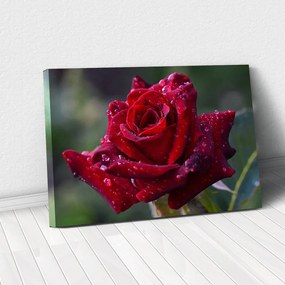 Tablou Canvas - Red rose 40 x 65 cm