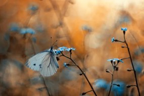 Fotografie Close-up of butterfly on plant, pozytywka / 500px