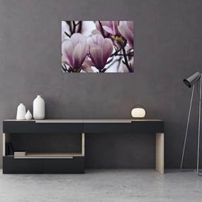 Tablou pe sticlă - Magnolie (70x50 cm)