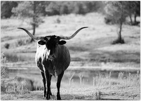 Tablou - Vacă,alb-negru (70x50 cm)