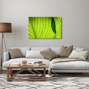 Tablou - Detaliu de frunză verde (90x60 cm)