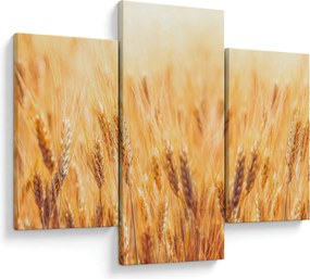 Tablou - câmp cu grâne (90x60 cm)