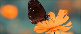 Tablou - fluture pe o floare portocalie (120x50 cm)