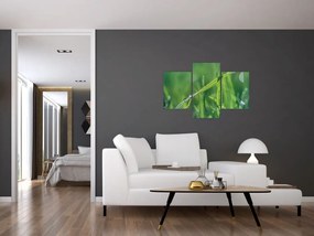 Tablou cu picături de rouă (90x60 cm)