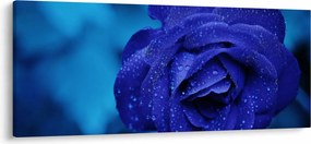 Tablou cu trandafir albastru (120x50 cm)
