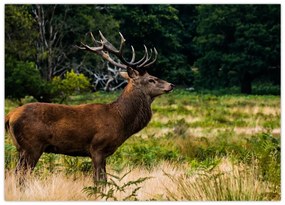 Tablou cu cerb (70x50 cm)