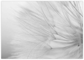 Tablou pe sticlă - Dandelion (70x50 cm)