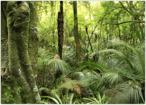 Tablou - Pădure tropicală (70x50 cm)
