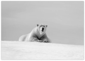 Tablou - Ursul polar (70x50 cm)
