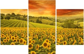 Tablou - Câmp de floarea-soarelui (90x60 cm)