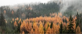 Tablou - Pădure toamna (120x50 cm)