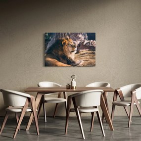 Tablou cu leul dormind (90x60 cm)