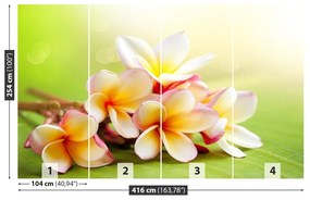 Fototapet frangipani Flori