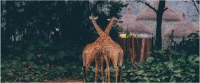 Tablou cu două girafe (120x50 cm)