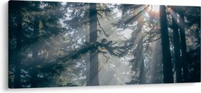 Tablou cu copaci și soarele translucind (120x50 cm)