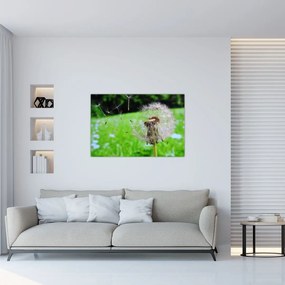 Tablou cu păpădie (90x60 cm)