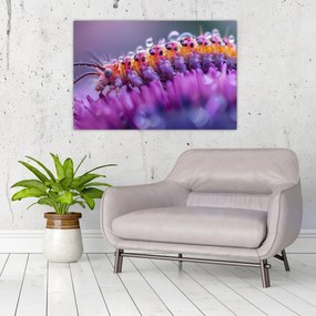 Tablou - Caterpillar (90x60 cm)
