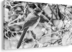 Tablou - Bluebird în timpul iernii (90x60 cm)